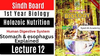 esophagus and stomach explained in details  structure of stomach  holozoic nutrition  class 11 [upl. by Pettiford]