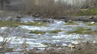 Umatilla Summer Steelhead Return in Great Numbers [upl. by Zetniuq475]