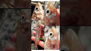 Parasites Crawl Out of Fish’s Face Are Sea Lice dangerous😳🪳 animals fish [upl. by Arabelle]