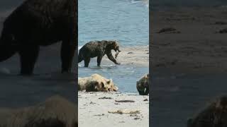 Bear Attack  The Tragic End of Wildlife Photographer Michio Hoshino [upl. by Ruhtracam]