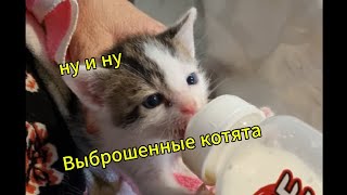 Выброшенные котята [upl. by Maureene]