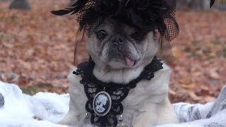 Spooky Halloween Goth Pug [upl. by Neall]