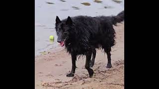 Rocky Loves To Swim dog dogs doglover [upl. by Yanahc]