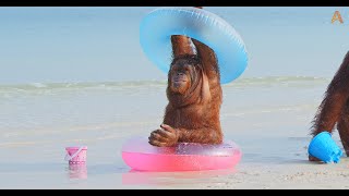 Animalia Orangutans Rambo Prince and Freddie hit the beach [upl. by Atinhoj]