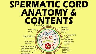 Spermatic Cord Anatomy  Spermatic Cord Contents  Contents of Spermatic Cord anatomy medicine [upl. by Yehs800]