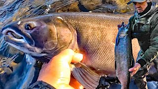 COHO SALMON FEEDING FRENZY When The Fish Wont Stop Biting [upl. by Lubow403]