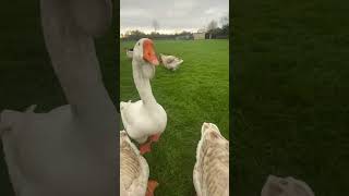 Gaggle of geese love making a noise geese goose cholmogory toulousegoose willelsby [upl. by Formica]