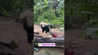 Wow shortvideo brahmachickens viralvideo istanaayambangkok ayam anakayambangkopetsBirsds [upl. by Madanhoj]