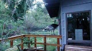 Wild Turkeys in Ramsey Canyon Arizona [upl. by Yentirb189]