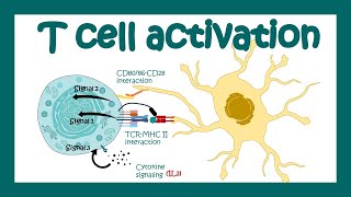 T cell activation  What are the 3 signals for T cell activation T cell differentiation Immunology [upl. by Kentiga]