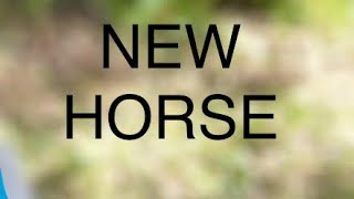 I GOT A NEW HORSESHIRE HORSEminiaturehorse toyhorse tinyhorse minihorse ponylover pony [upl. by Yelrahs]