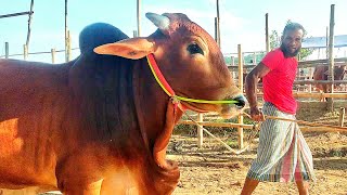 Cow Unloading↑Gorur Hatt↑Cow Video 2024↑HambaCow [upl. by Aia]