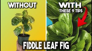 Fiddle Leaf Fig 9 Tips for SUCCESS  Ficus Lyrata [upl. by Liv815]