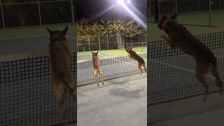 Belgian Malinois agility test shorts fyp dog viral [upl. by Anesusa67]