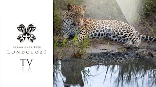 Virtual Safari Ultimate Game Drive Highlights 103 Londolozi TV [upl. by Melisent902]