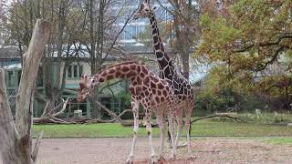 Same sex mating in captive giraffe  mounting of one male by another [upl. by Ferneau562]