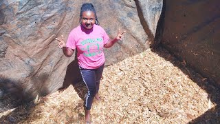 How to make the best maize SILAGE process AZ [upl. by Ardiekal]