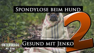 Spondylosen beim Hund 2  Wie kann ich helfen  Gesund mit Jenko [upl. by Skillern]