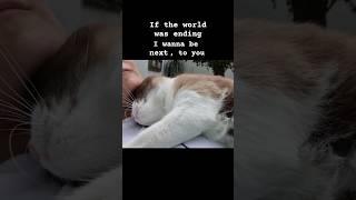 If the world was ending Bruno Mars Lady Gaga cats love coversong [upl. by Htiekram]