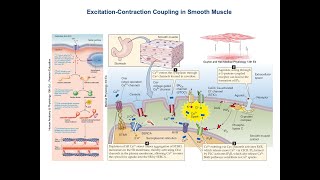 Smooth Muscle Contraction  Excitation Contraction Coupling [upl. by Suixela]