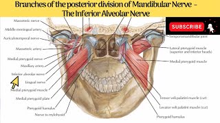 Inferior Alveolar Nerve  Course  Relations  Branches  Clinical Anatomy [upl. by Igal]