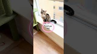 How NOT to train a cat PetSafe Self cleaning litter box and new litter [upl. by Bensen]