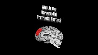 Dorsomedial Prefrontal Cortex DMPFC [upl. by Suoivatco]