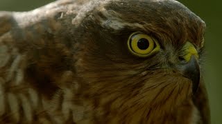 How sparrowhawks catch garden birds  Life in the Air Episode 2 Preview  BBC One [upl. by Hanoj428]