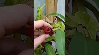 nepenthes pitcher plants plants nepenthes pitcherplants [upl. by Phares]