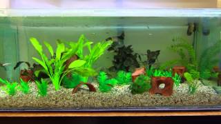 Stickleback aquarium [upl. by Amaso]