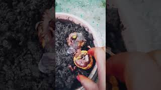 How to grow gladiolus bulbs 🌸🏵 winter Flower grow gladiolusbulbs winterflowersyoutubeshorts [upl. by Lletram]