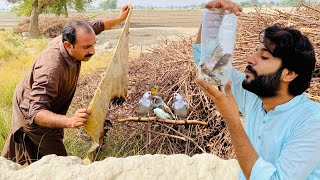 Finches Birds pakr liya 😱  How to Catch Finches Birds  Apna Dihat [upl. by Drucill854]