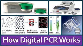 Digital PCR Introduction Principle Advantages Applications How Digital PCR Works [upl. by Tove]