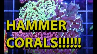 The Secret To Keeping Hammer Corals [upl. by Arsi777]