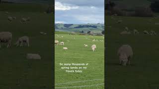 So many Spring lambs here in NZ [upl. by Tam]