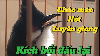 Chào mào luyện giọng kích bổi hót đấubổi nghe học theo [upl. by Linnet]