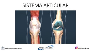 Classificação das Articulações [upl. by Pember]