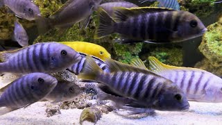 Beautiful Malawi Mbuna Tank  African Cichlids Rock Setup [upl. by Aicirtan779]