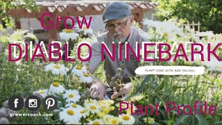 Diablo Ninebark  Plant Care [upl. by Goldy]