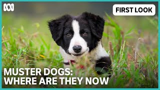 First Look  Muster Dogs Where Are They Now  ABC TV  iview [upl. by Linnet]