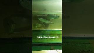 😱 big silver arowna fishaquarium arowna😱bigwana fish shors trending fisharownanlovers [upl. by Esinev707]