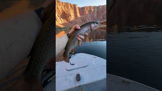 Horseshoe Bend Trout Fishing [upl. by Brace617]