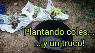 Plantando coles¡y un truco [upl. by Nainatrad]