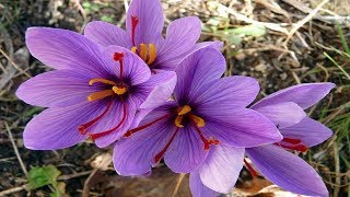 Azafran propiedades y Usos medicinales Crocus sativus [upl. by Annaeirb]