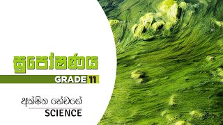 Suposhanaya  සුපෝෂණය ජෛවගොලය  Eutrophication  Grade 11 Science විද්‍යාව  Akshitha Hewage [upl. by Dragelin]