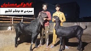 pakistan Ka Top class Bakra Kaloo🔥Bakro Ka sardi Ka Wanda youtubevideos viralvideo FDvlogs [upl. by Chessy504]