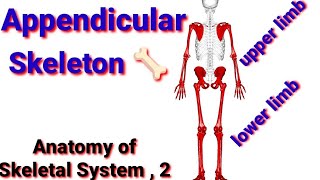 Appendicular Skeleton ስርዓተ አጥነት ክፍል 2 anatomy of Skeletal system part 2 bone extremities  limbs [upl. by Genny]