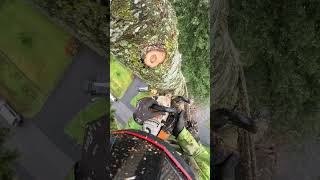 🌳🔪 Skilled Tree Cutter with Chainsaw shorts chainsaw treecutting skilledworker safetyfirst [upl. by Bluhm]