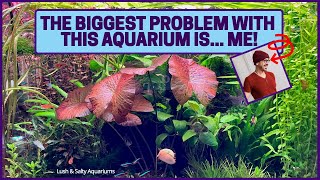 Biggest Problem with Heavily Planted Aquarium Me [upl. by Yenffad]