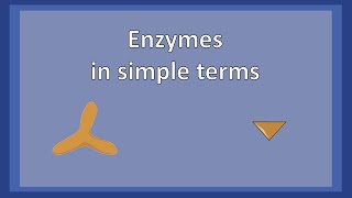 Enzymes in simple terms [upl. by Ecnarolf]